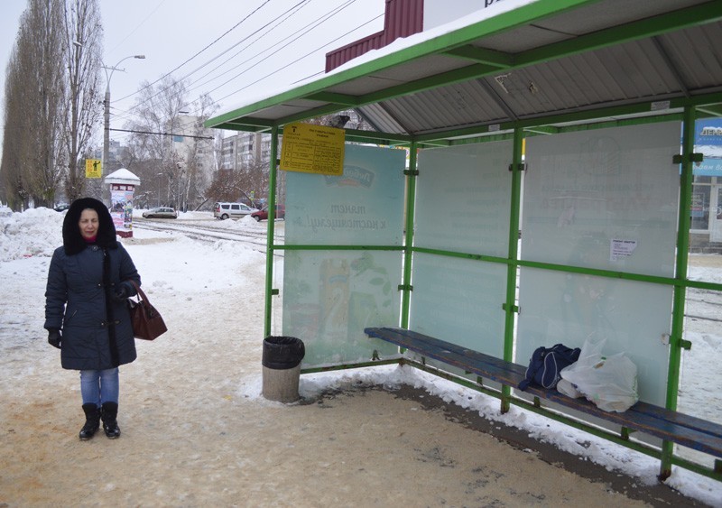 In Lipetsk, an impudent fat dove dispersed people from a stop - Pigeon, Bird of peace, Impudence, Lipetsk, Video, Longpost