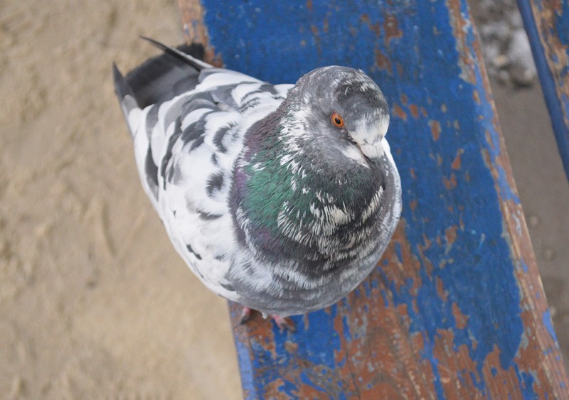 In Lipetsk, an impudent fat dove dispersed people from a stop - Pigeon, Bird of peace, Impudence, Lipetsk, Video, Longpost