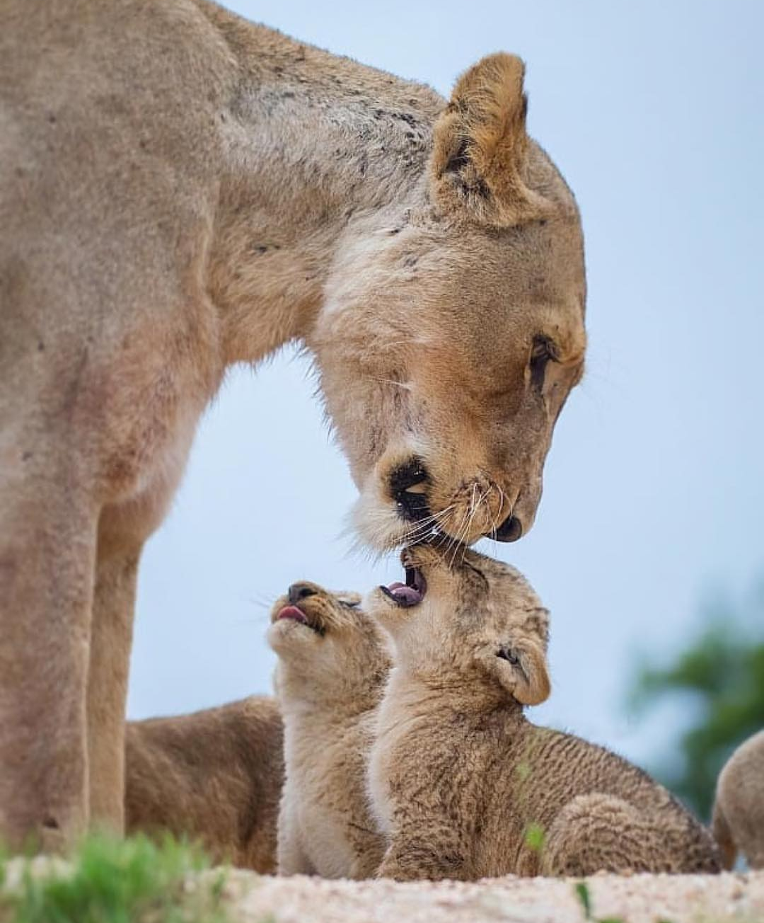 lion tenderness) - a lion, Tenderness