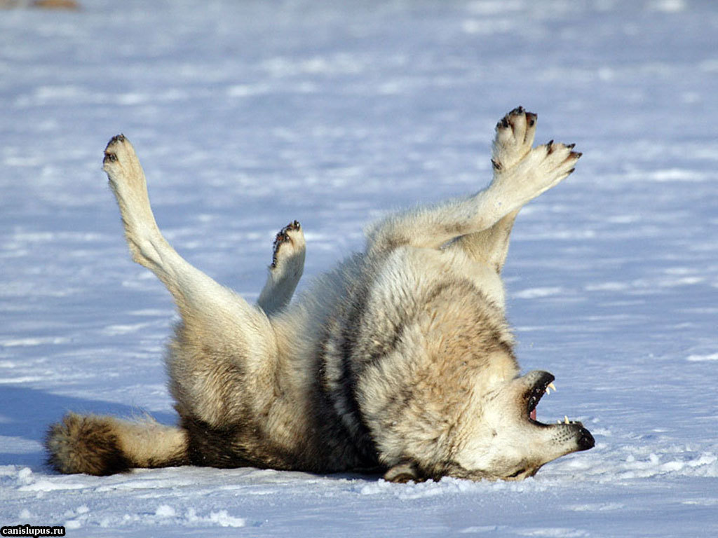 Mmm... Snowyook... Kaaaiff... - The photo, Animals, Wolf, Snow, Wallow