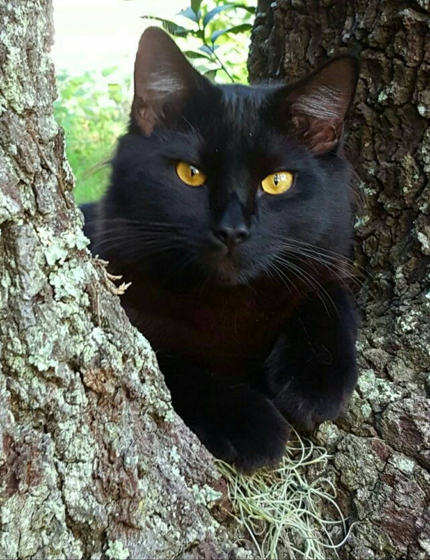 И снова черный кот | Пикабу