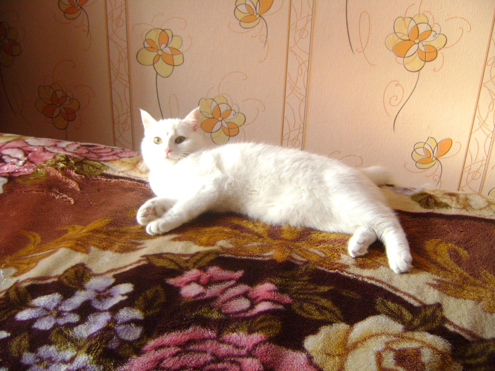 Koshan breed Naglo Mordis White - cat, Pets