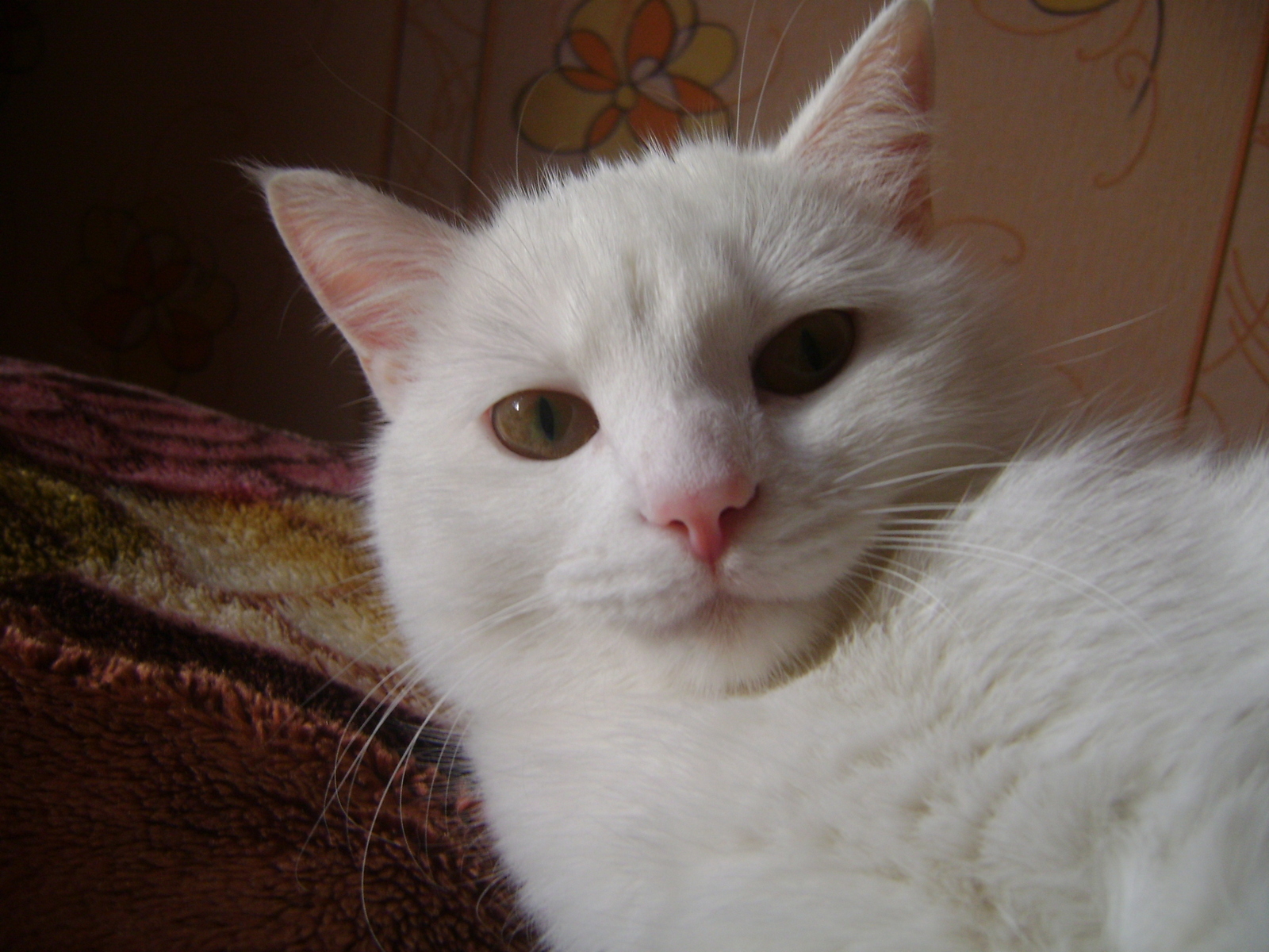 Koshan breed Naglo Mordis White - cat, Pets