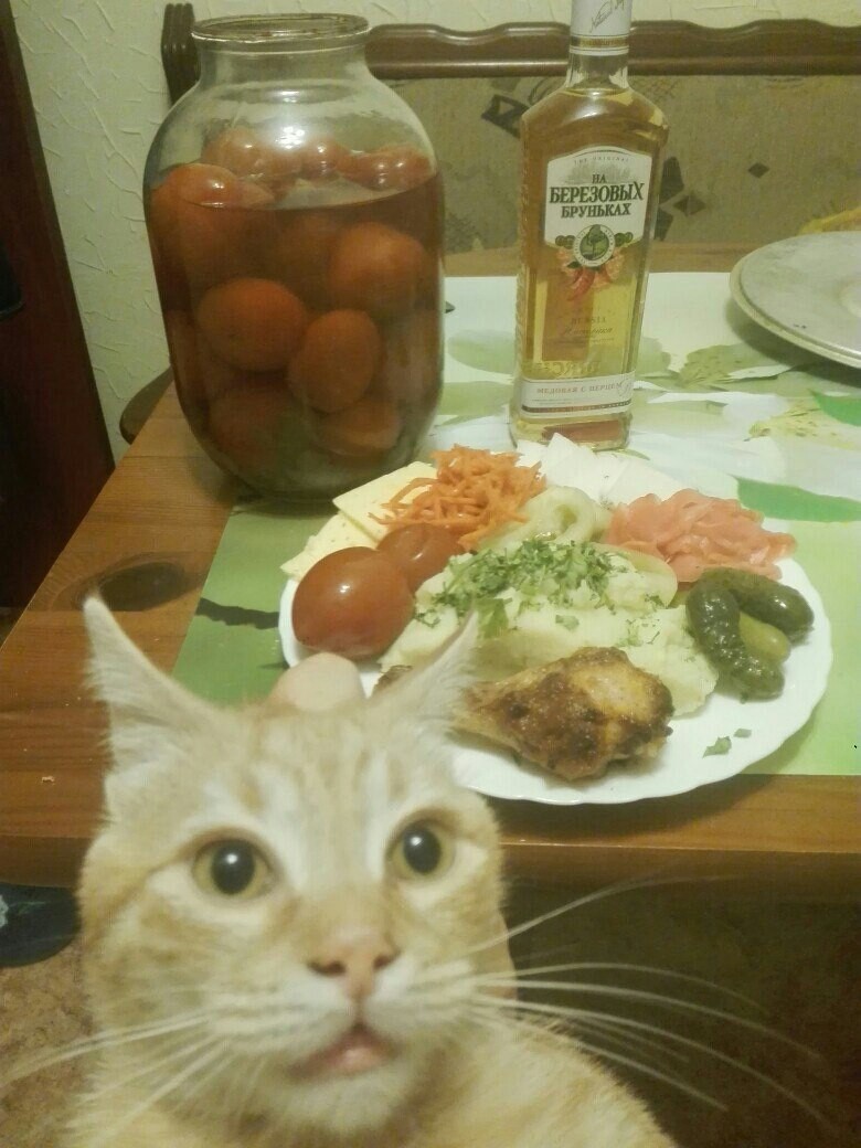 Johnny Catswill in Russia - cat, Snack