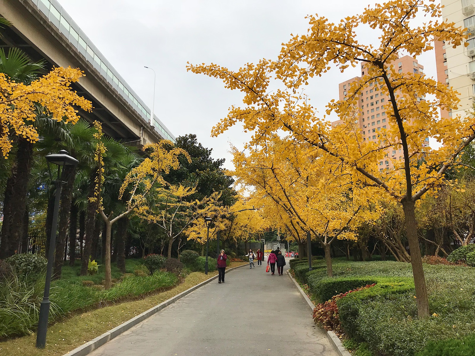 Briefly about the weather - My, China, Shanghai, The park, Relocation, Weather, Summer, My, Longpost