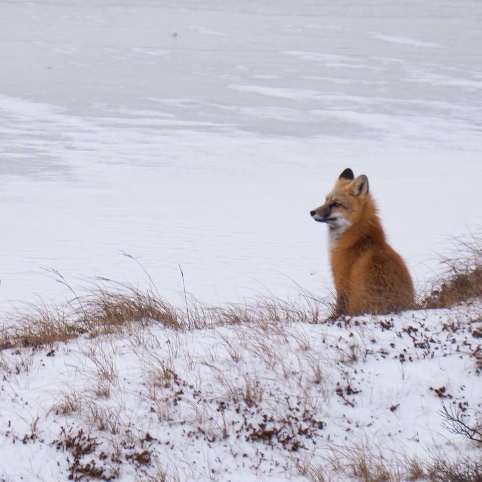 When you wait by the sea for the weather ^.^ - Fox, Fyr, Milota, Redheads, Animals