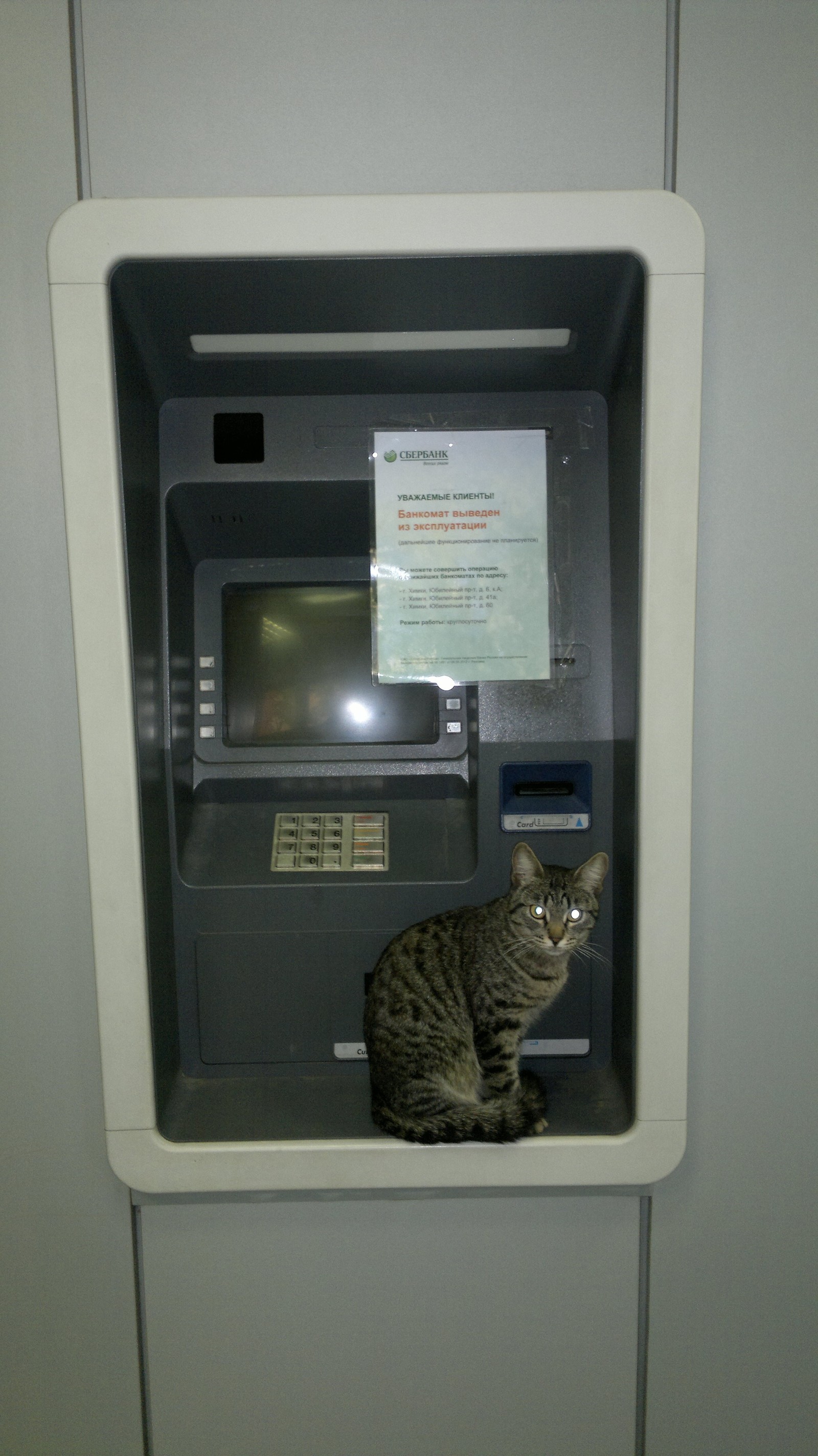 Consultant. - My, cat, Sberbank, ATM