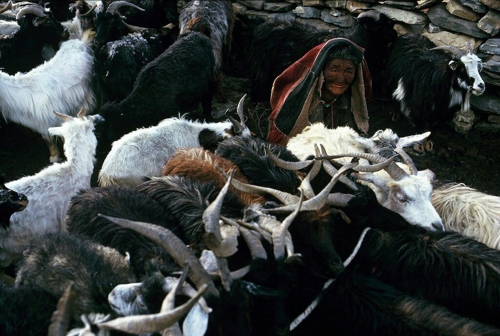 Inhabitants of the Himalayas. Photo by Eric Valli. - The photo, Himalayas, Photographer, Longpost