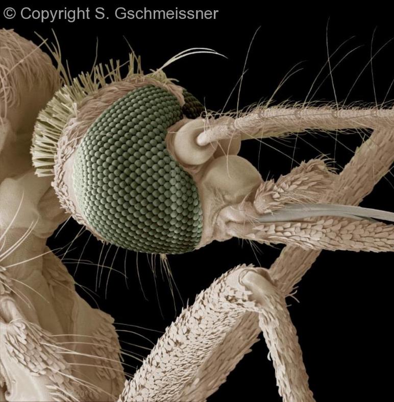 That's who drinks our blood. - Microfilming, Ram, Insects, Microfilming