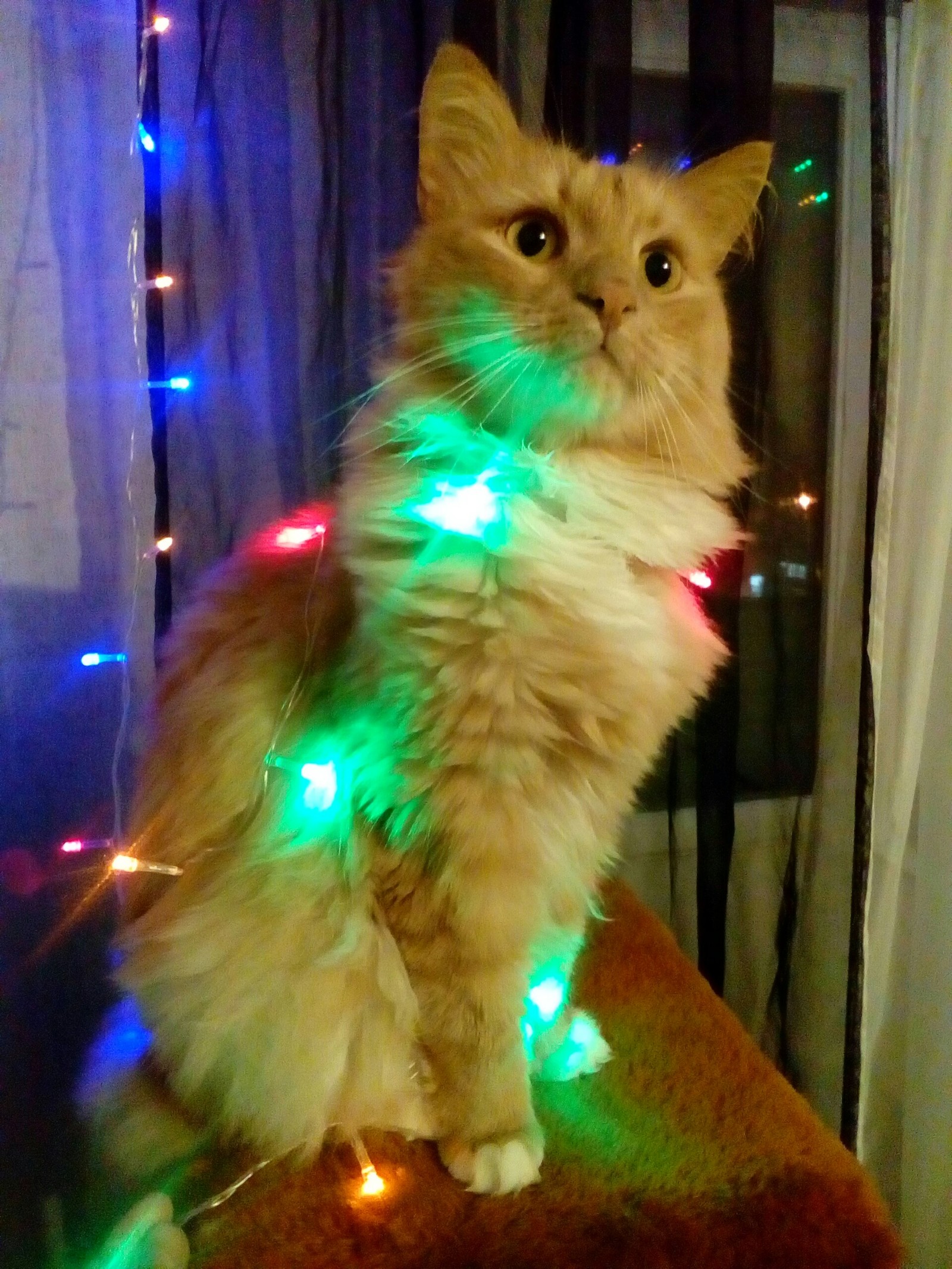 Holiday atmosphere - My, New Year, Lights, Longpost, cat