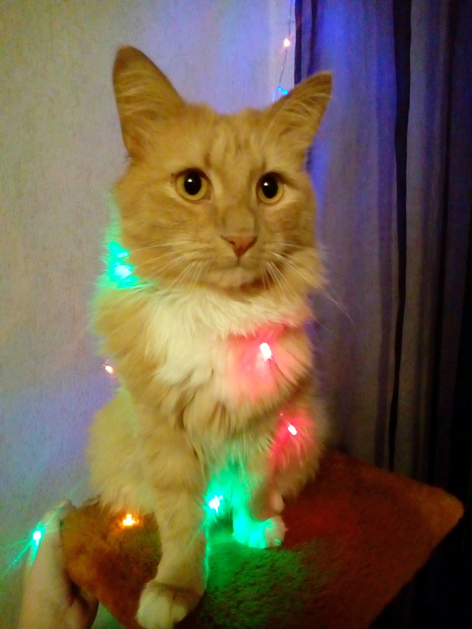 Holiday atmosphere - My, New Year, Lights, Longpost, cat