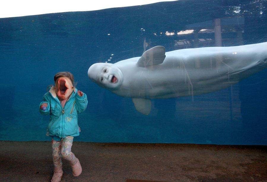 Surprised girl and white whale (fotoebi) - Belukha, Fotozhaba, Tjournal, The photo, Reddit, Longpost