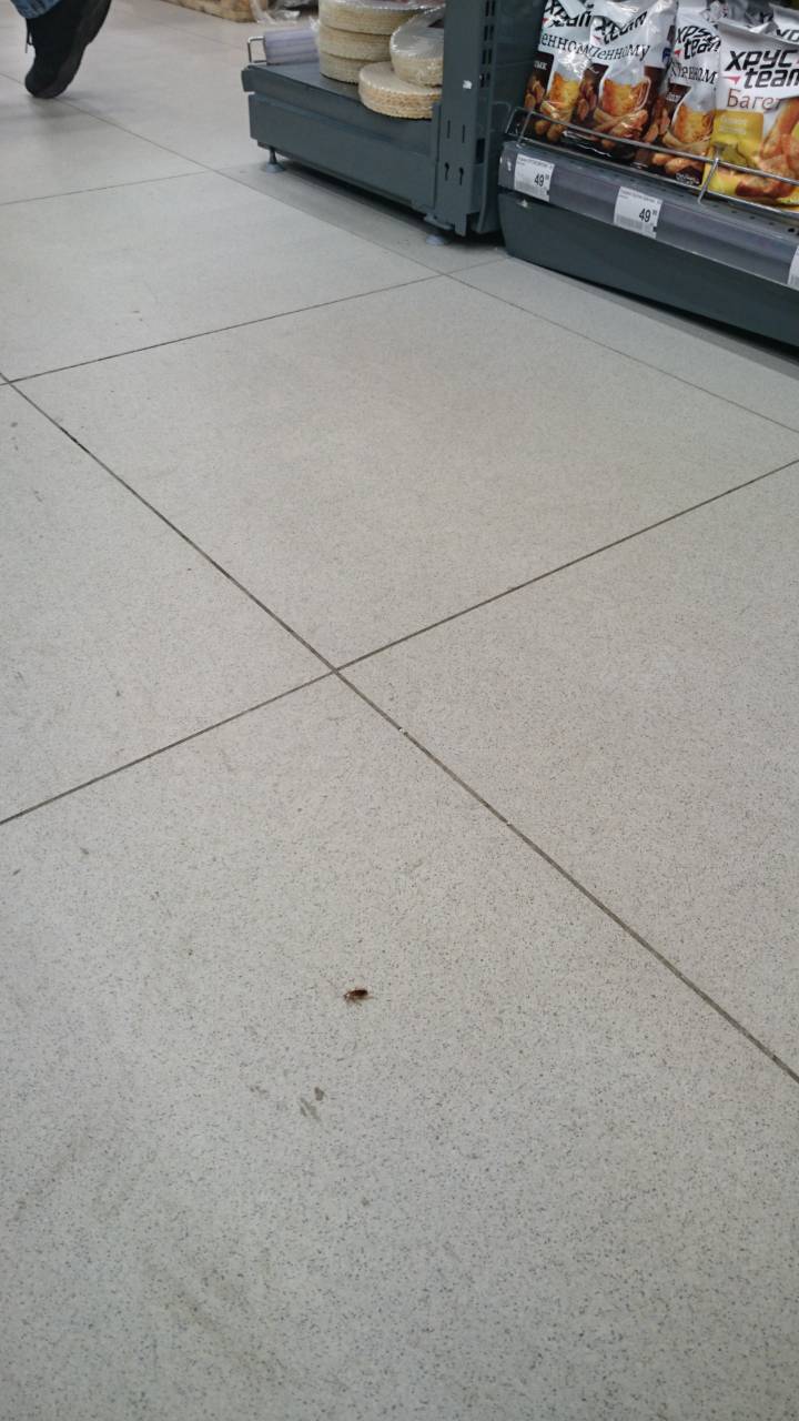 Unsanitary conditions in the Perekrestok supermarket - My, Unsanitary conditions, Supermarket Perekrestok, Cockroaches, Longpost