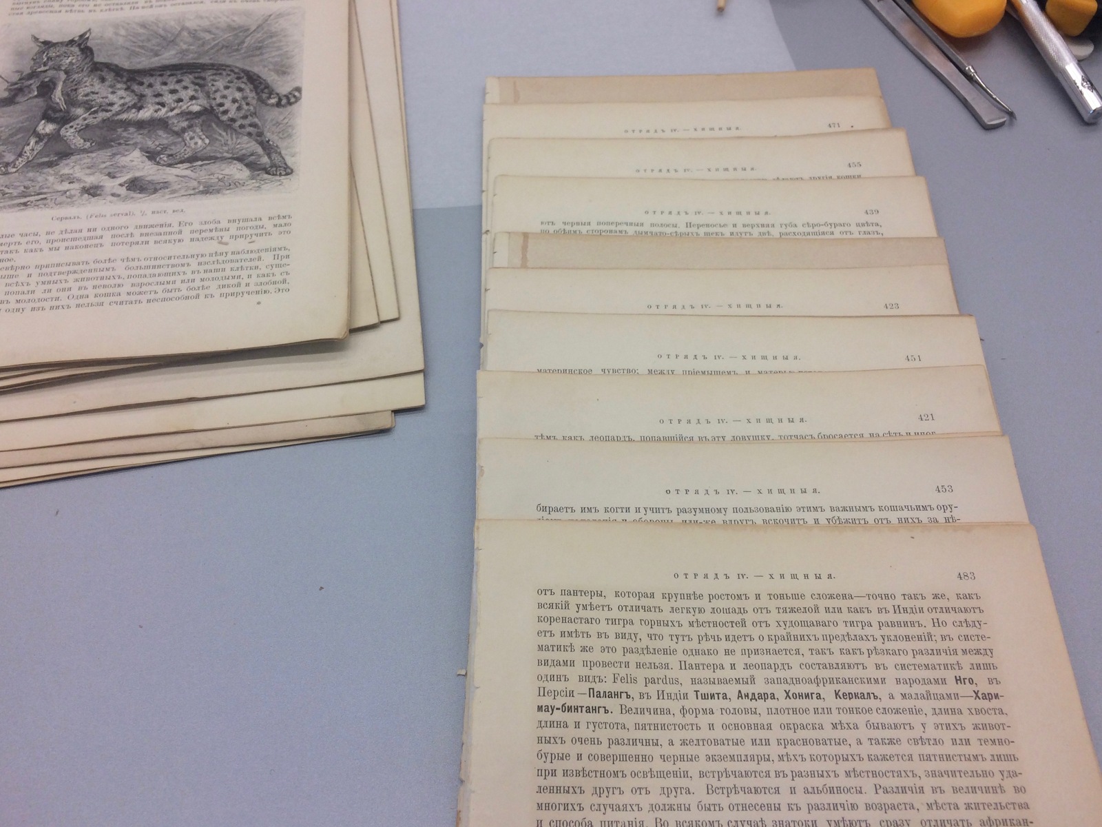 Restoration of Alfred Brehm's 1893 Animal Life - My, Binding, Restoration, Old books, Longpost, With your own hands, Handmade, Needlework with process