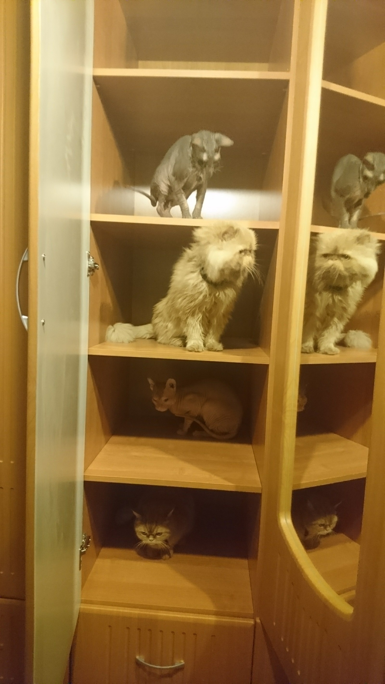 When I left a new closet open for a minute... - My, cat, Housewarming