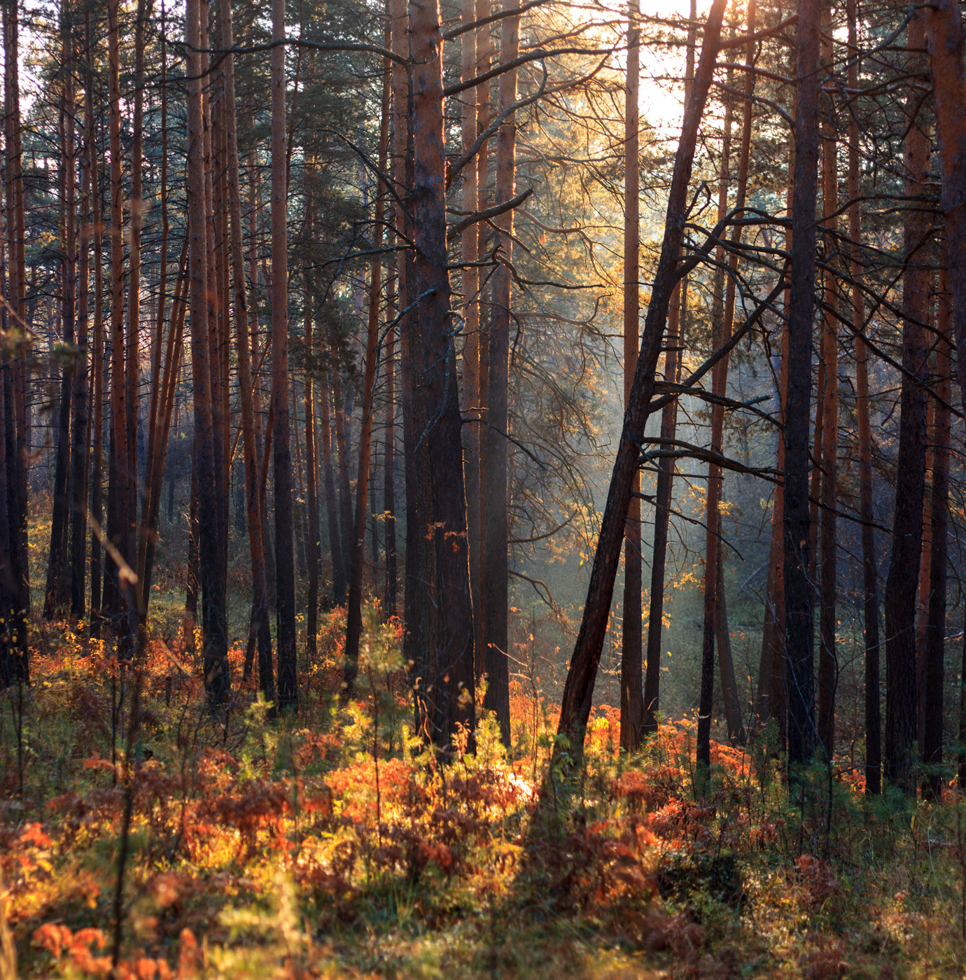Photo result of autumn 2017 - My, Autumn, The photo, Landscape, Canon 600D, Canon EF 50mm f18 II, 18-55 kit, Nature, Ural, Longpost