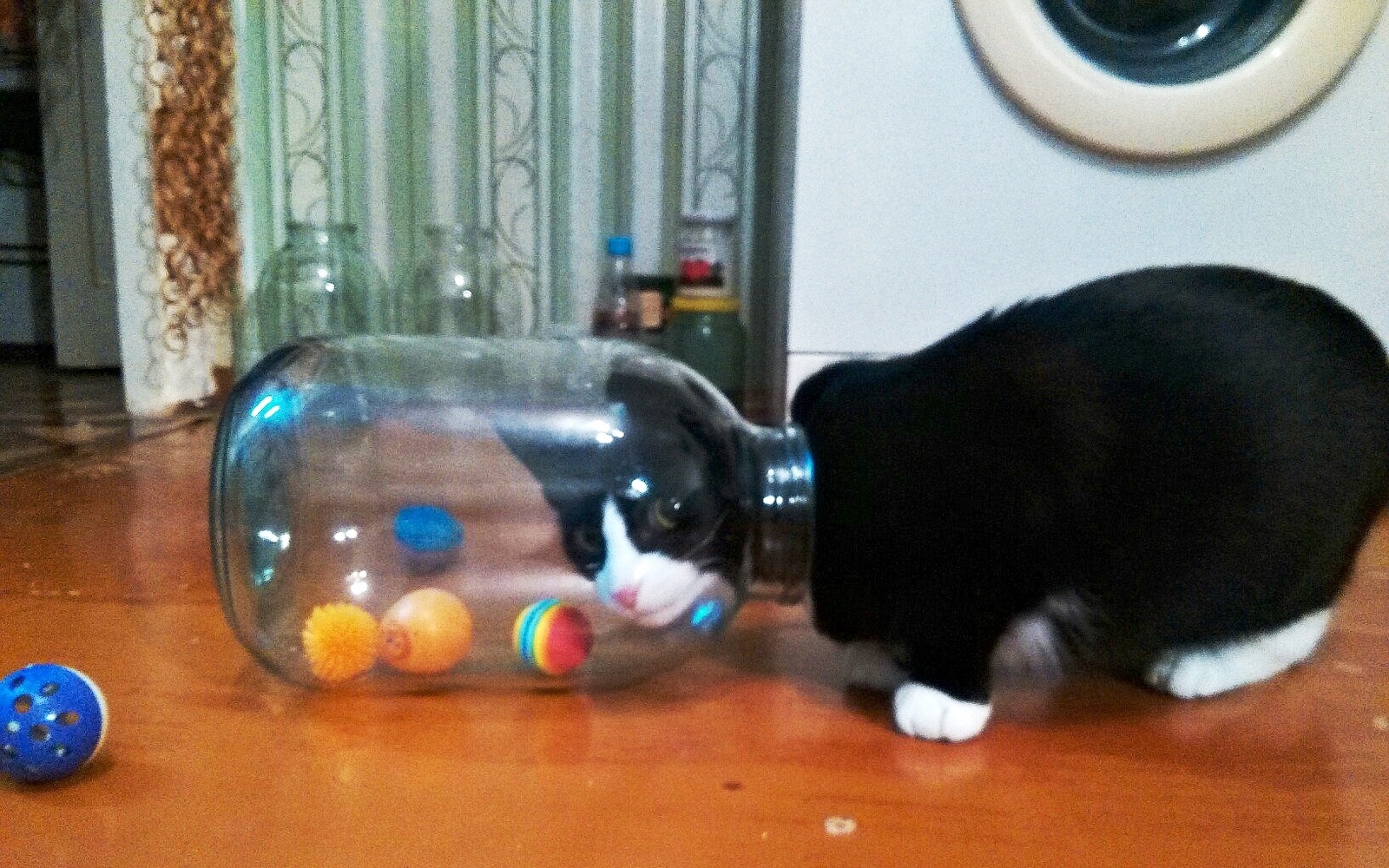 Have fun here! - My, cat, Ball, Jar