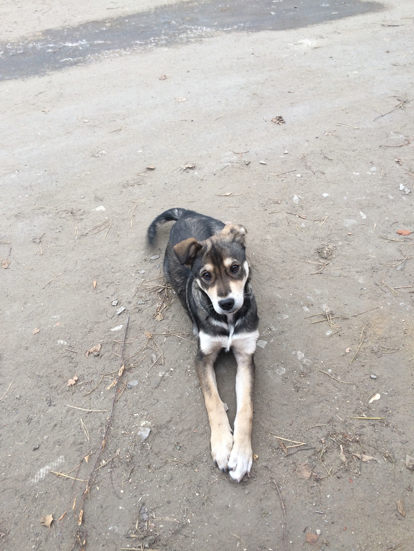 One more happy creature. - My, Dog, The street, Shelter, Longpost