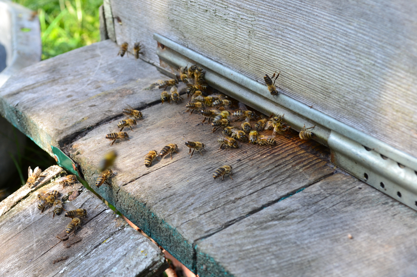 Extraction of honey - My, Honey, Bees, Longpost