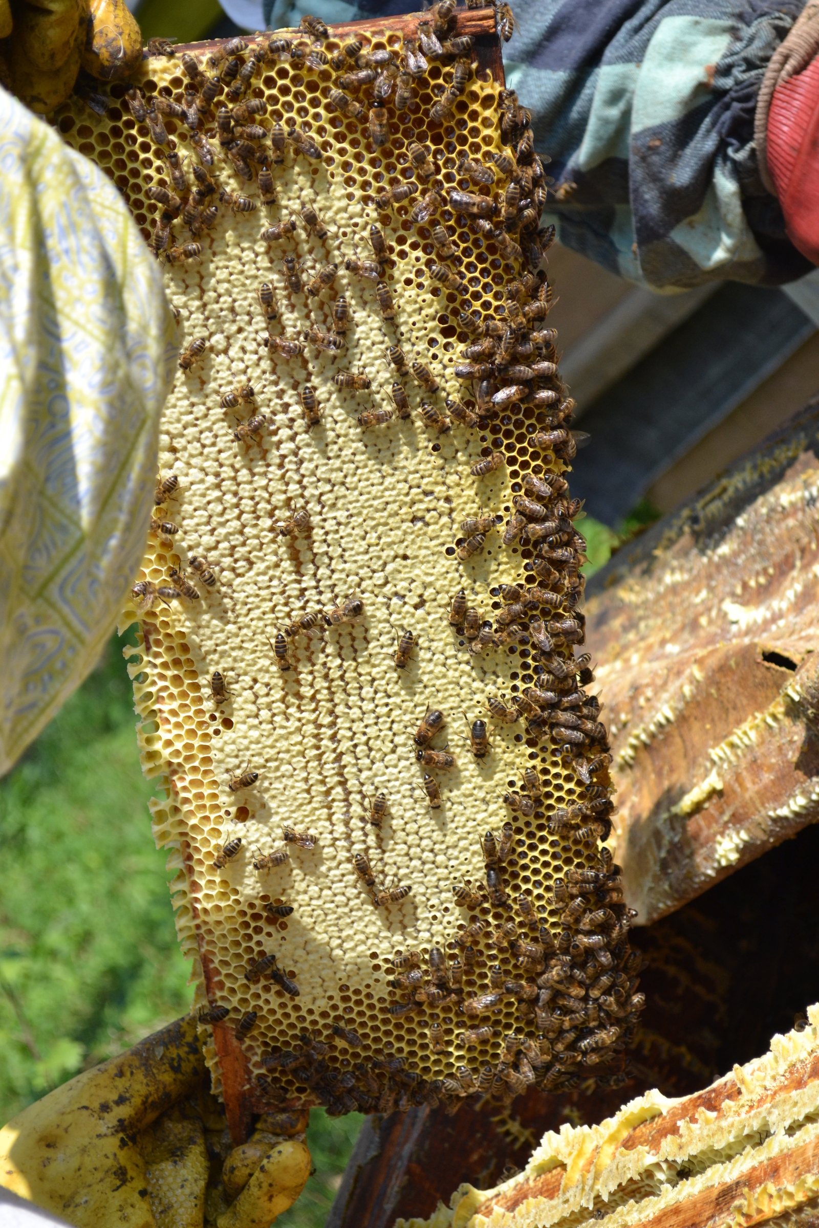 Extraction of honey - My, Honey, Bees, Longpost