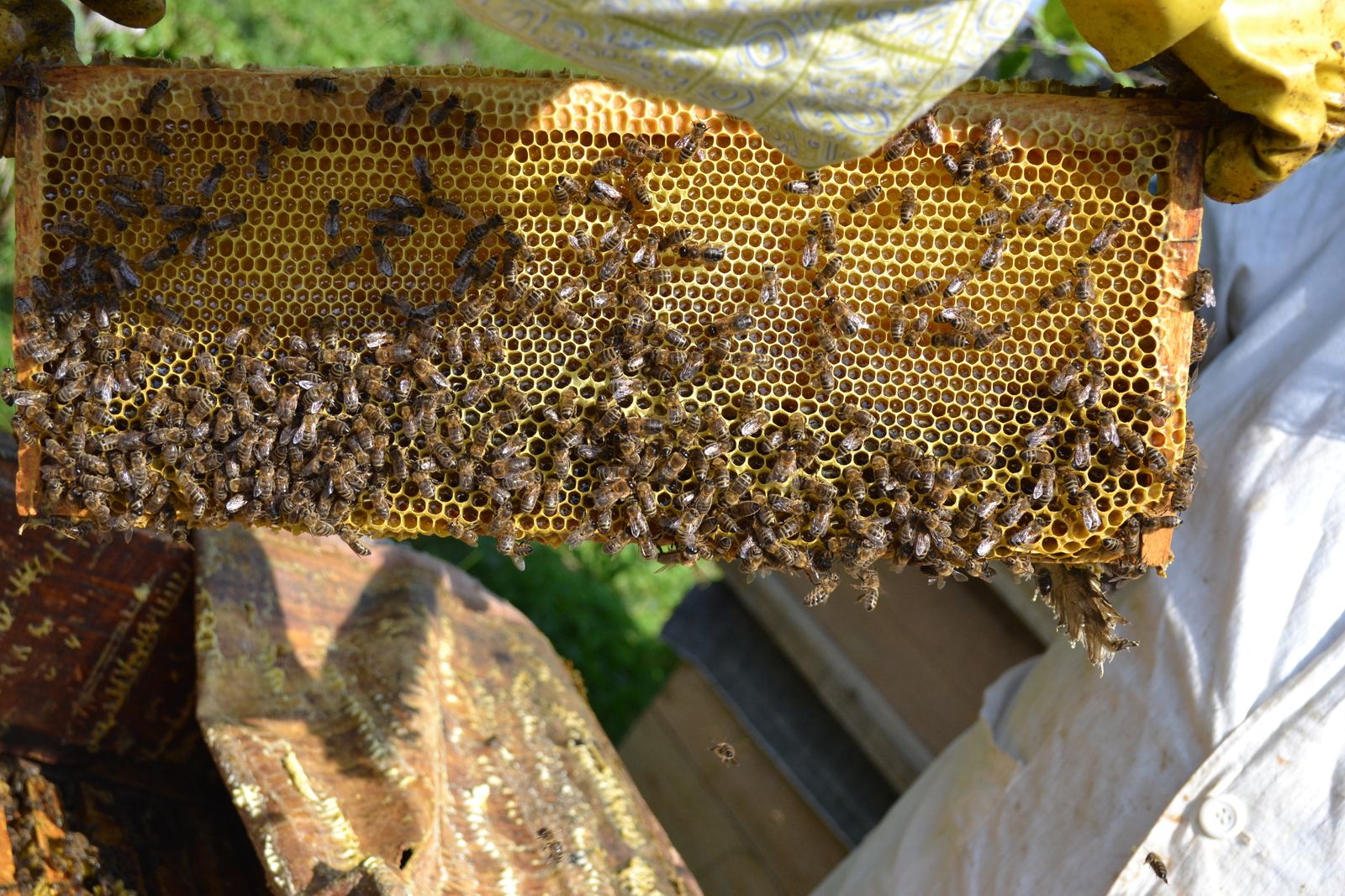 Extraction of honey - My, Honey, Bees, Longpost