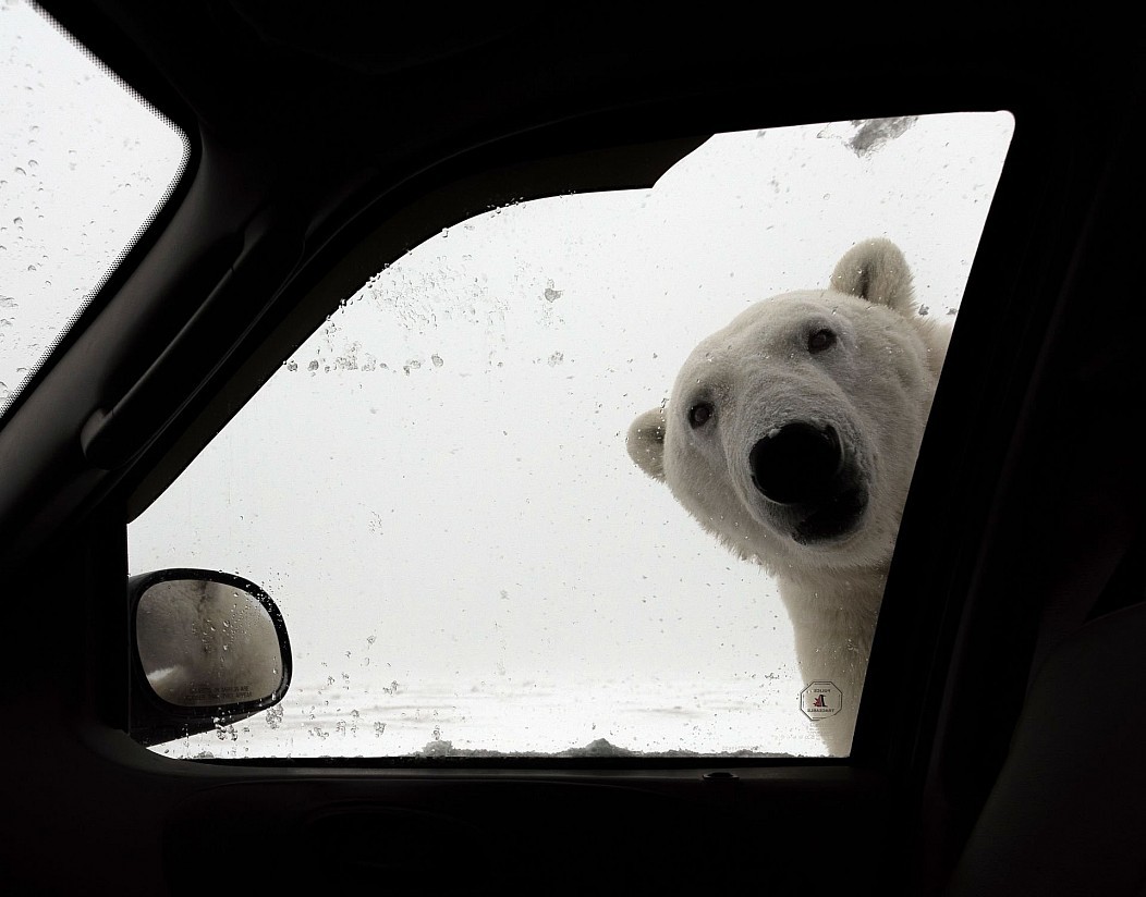 will you throw it up to the pole? - Polar bear, Hitch-hiking