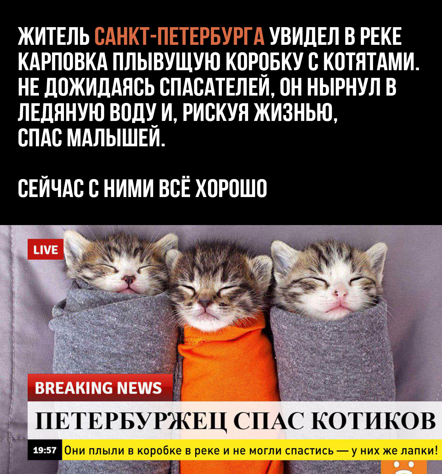 Hero - news, Saint Petersburg, Kindness, cat