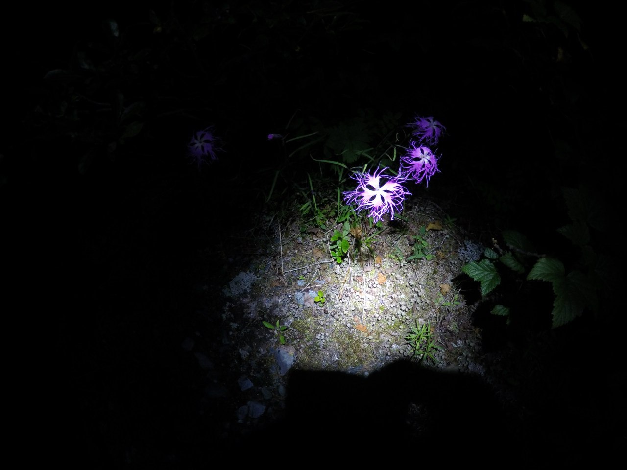 Alpine carnation, in the Altai mountains - My, Flowers, Altai, Mountain Altai, Altai Republic