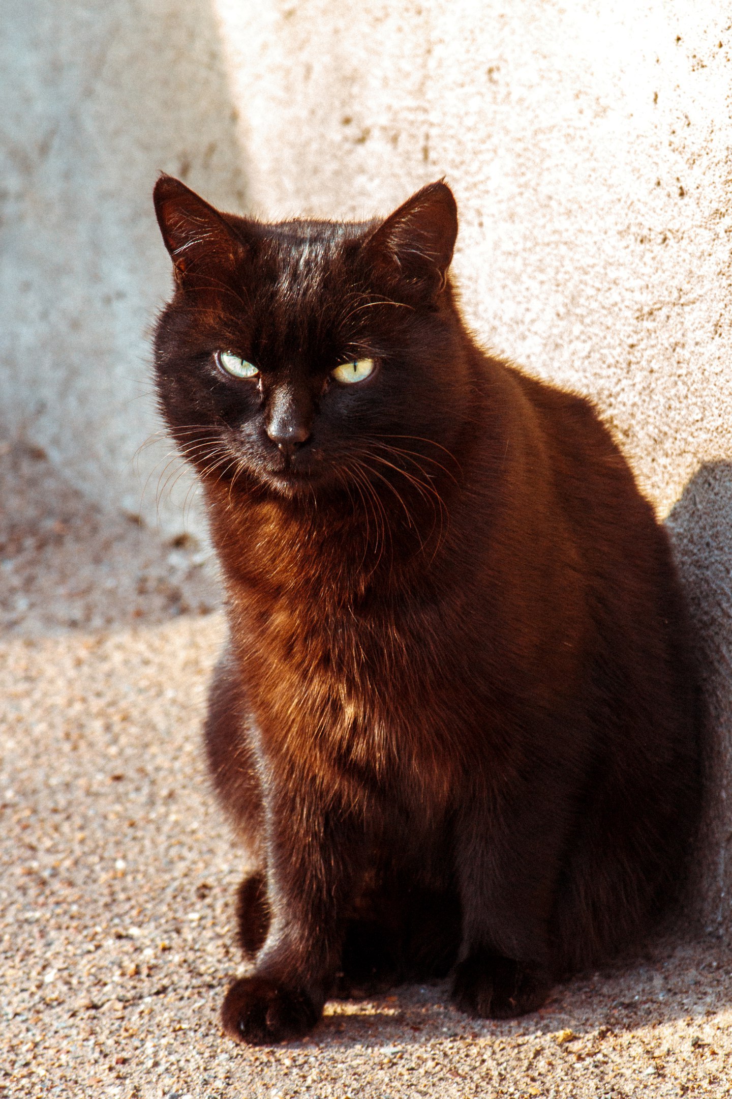 street - My, cat, Animals, The photo, Kazakhstan, Uralsk, Longpost