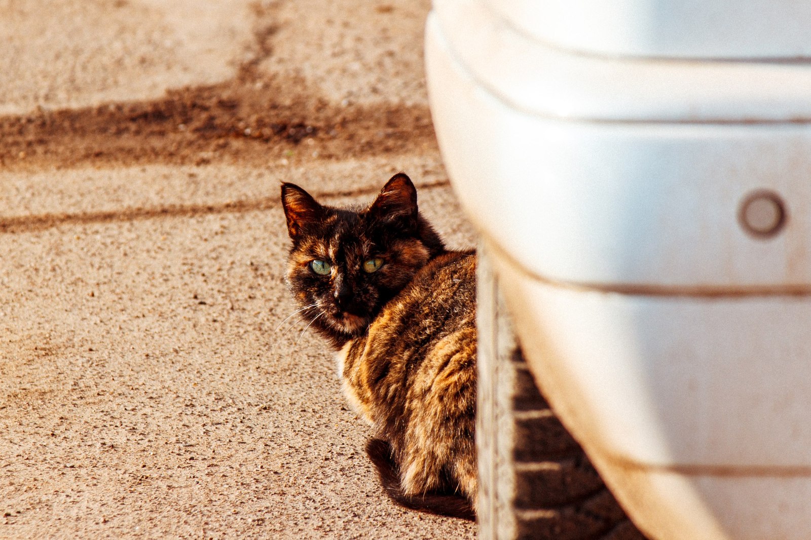 street - My, cat, Animals, The photo, Kazakhstan, Uralsk, Longpost