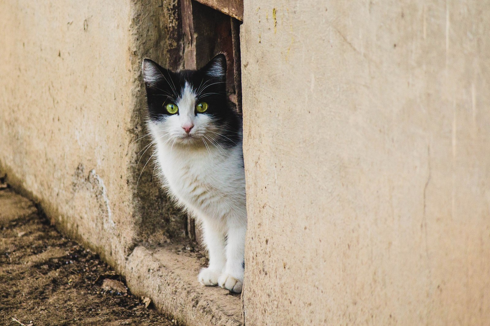 street - My, cat, Animals, The photo, Kazakhstan, Uralsk, Longpost