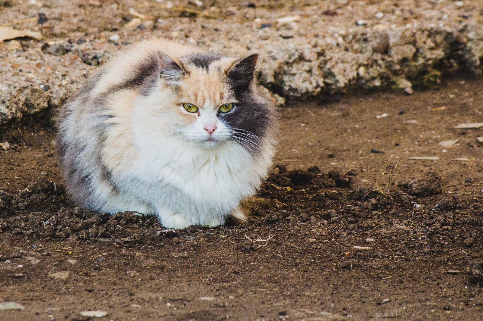 street - My, cat, Animals, The photo, Kazakhstan, Uralsk, Longpost