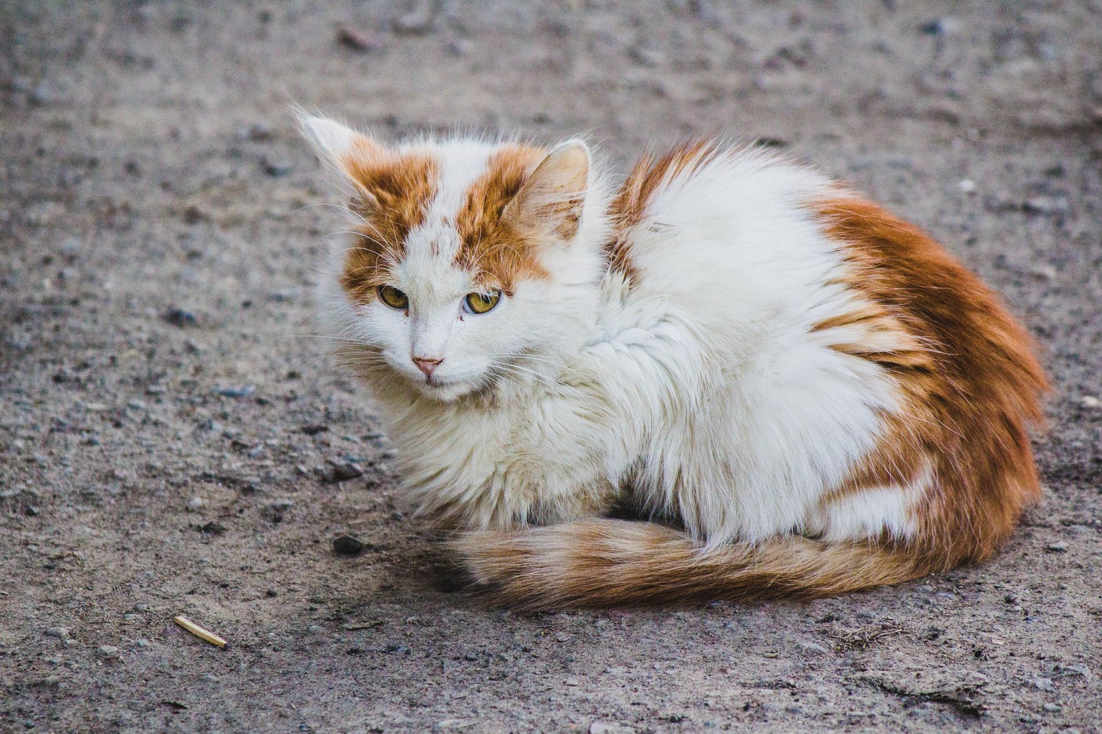 street - My, cat, Animals, The photo, Kazakhstan, Uralsk, Longpost