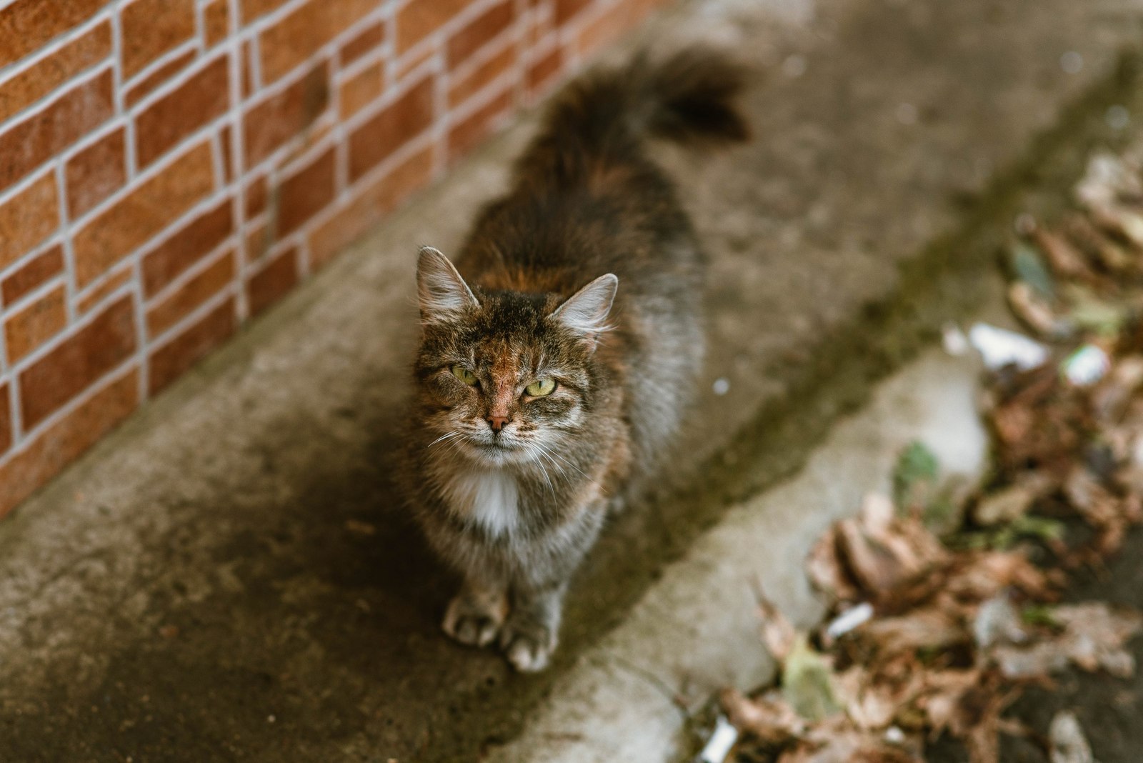 street - My, cat, Animals, The photo, Kazakhstan, Uralsk, Longpost