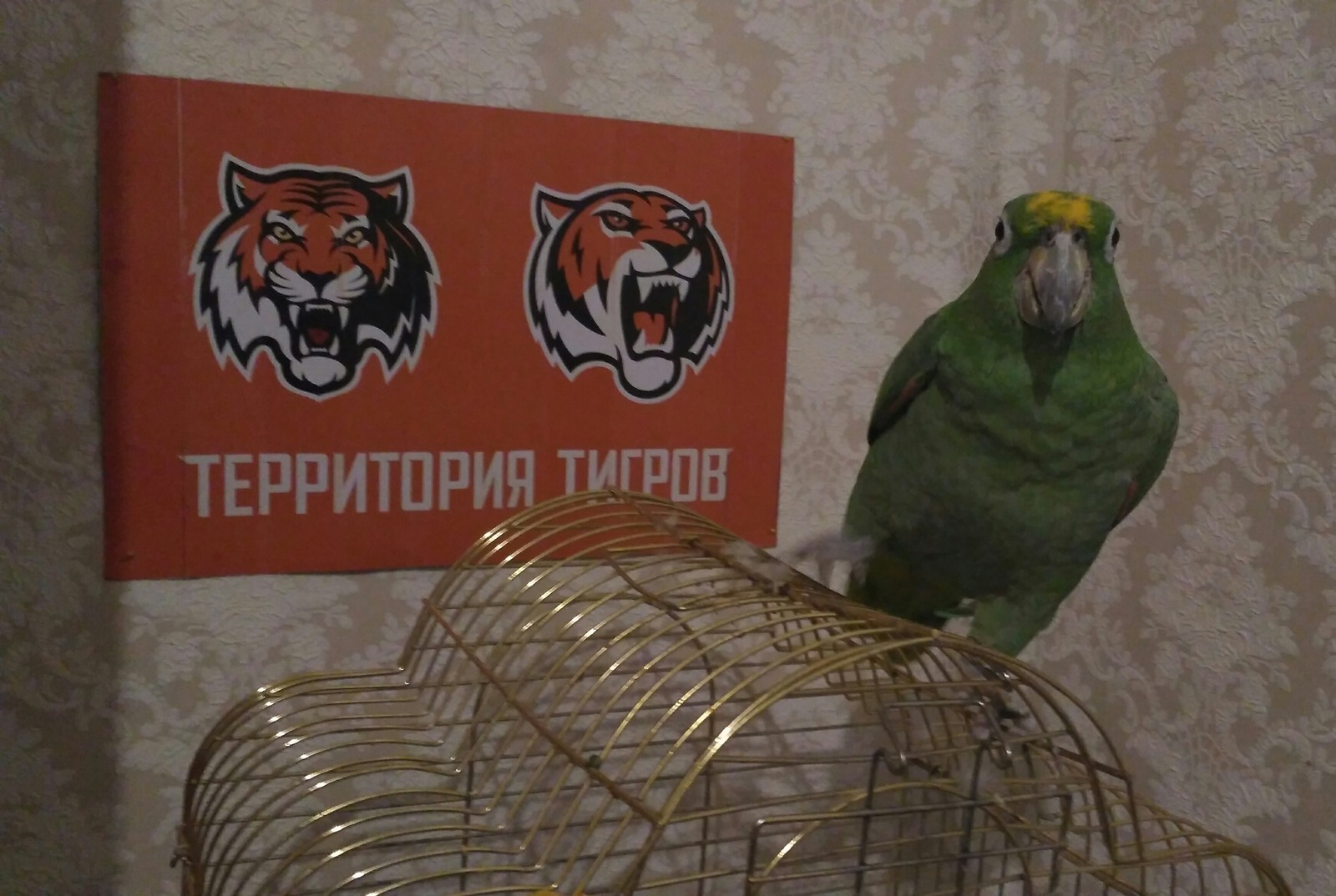 When you are a tiger in your heart. - My, A parrot, Pet, Charisma, Longpost, Pets