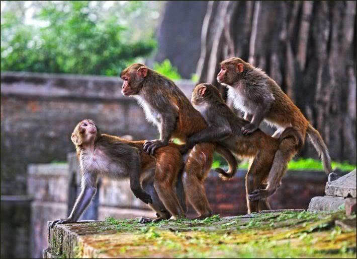 About a family of monkeys in the subway - My, Real life story, Life stories, Metro, Humor, Caucasians, Dagestan, Idiocy, Overheard