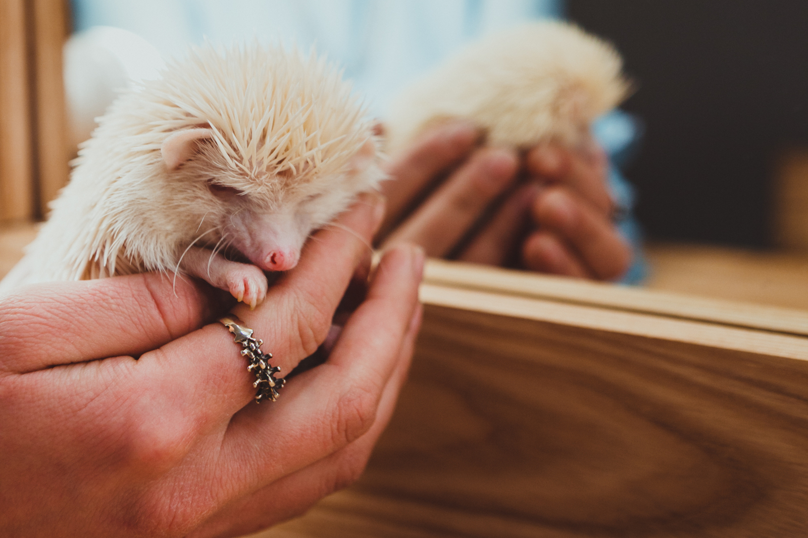 Meatball - My, Hedgehog, Albino, Longpost