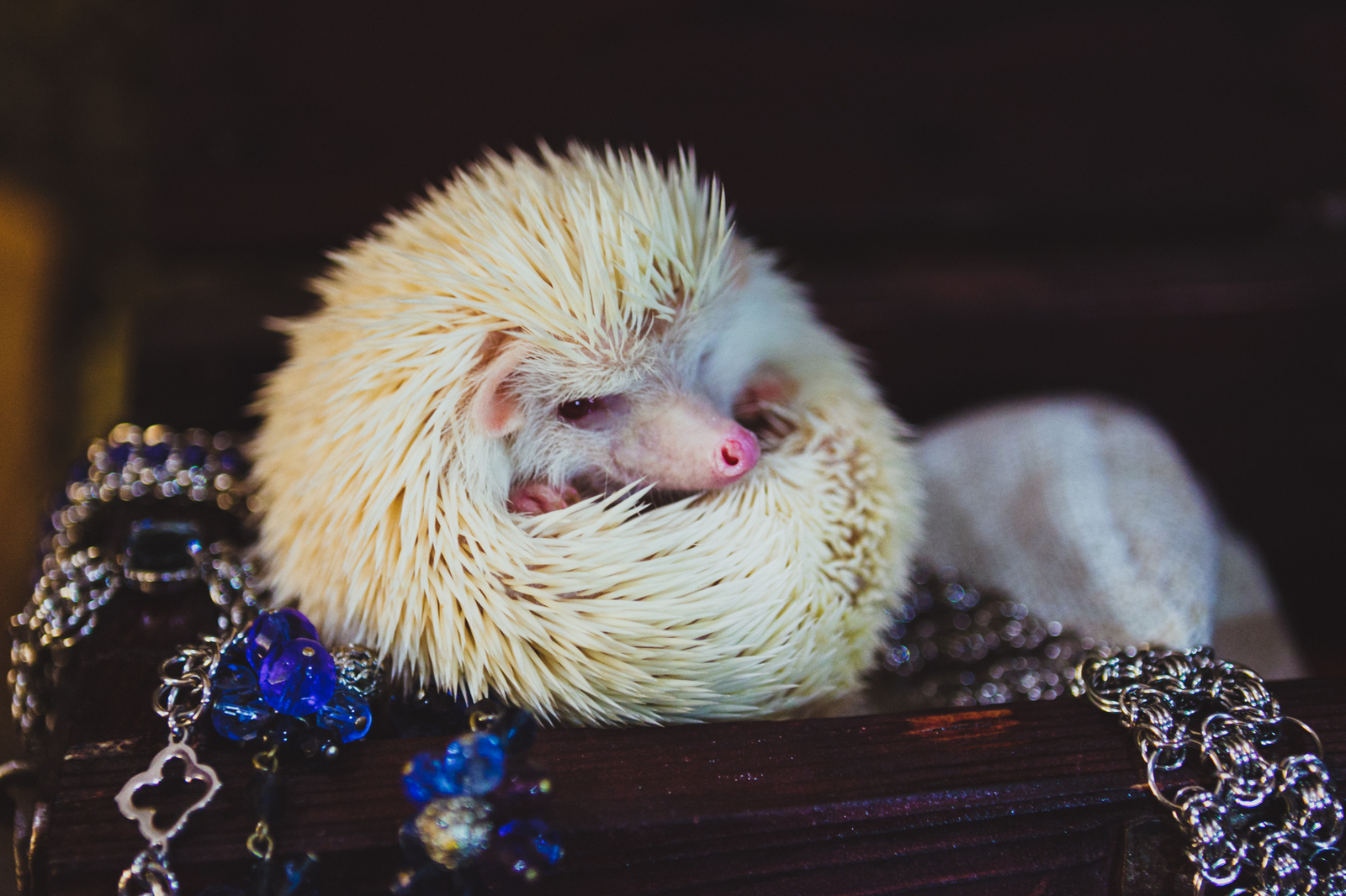 Meatball - My, Hedgehog, Albino, Longpost