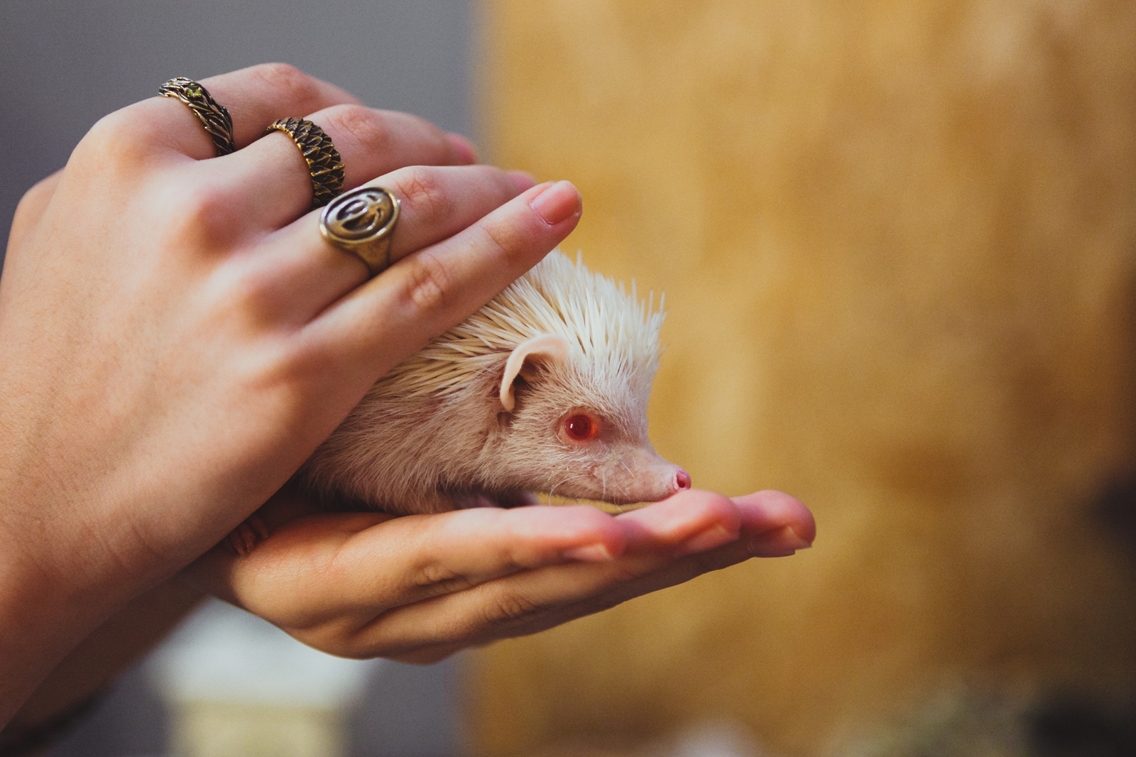 Meatball - My, Hedgehog, Albino, Longpost