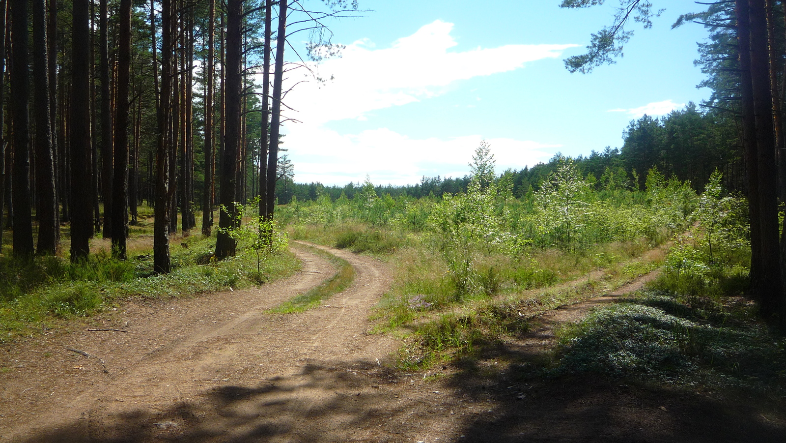 Photo of the past summer. Part 1. - My, Pskov, Pskov region, The photo, Longpost