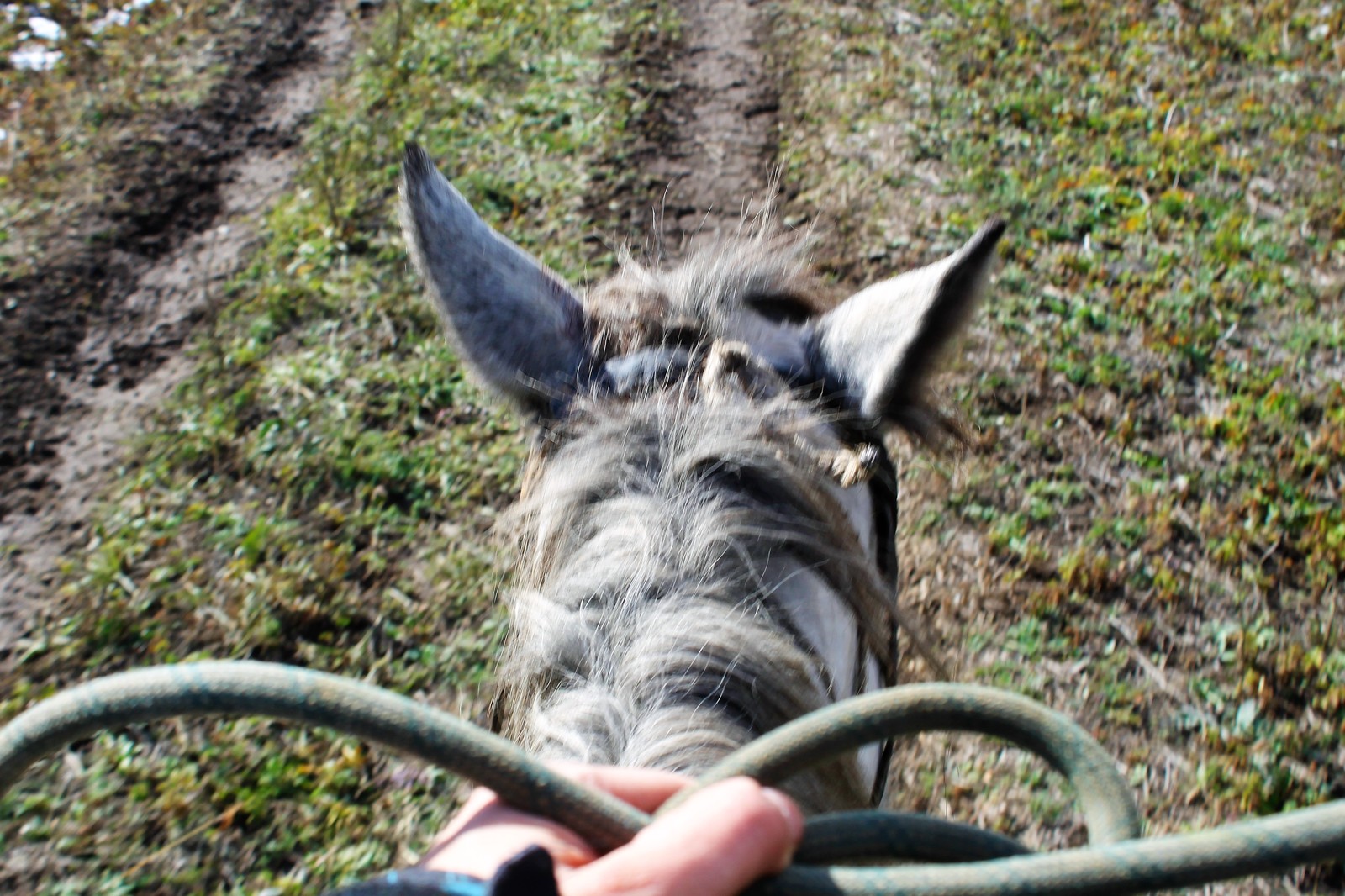 Horses and helicopters. At the foot of Belukha - Part 3 - My, Mountain Altai, Travels, Horseback riding, Helicopter, The photo, Longpost, On a note, The nature of Russia, Altai Republic