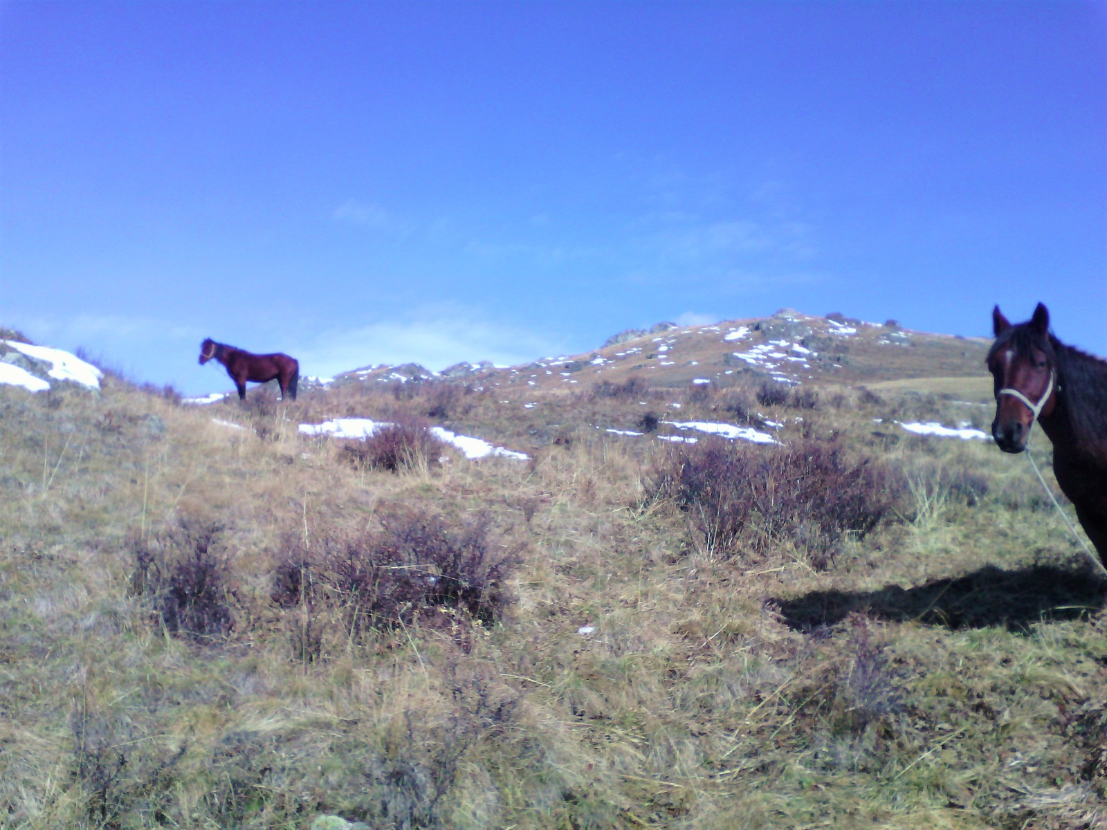 Horses and helicopters. At the foot of Belukha - Part 3 - My, Mountain Altai, Travels, Horseback riding, Helicopter, The photo, Longpost, On a note, The nature of Russia, Altai Republic