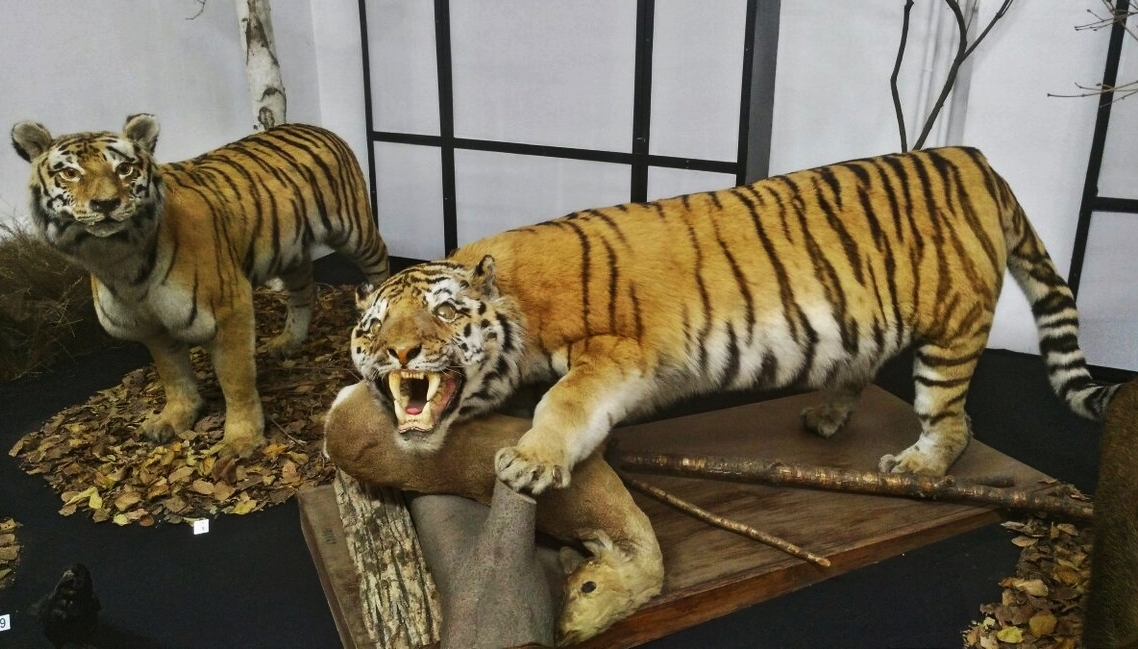 Surprise in the Amur Regional Museum of Local Lore - My, Taxidermy, Stubbornness, Blagoveshchensk, Longpost