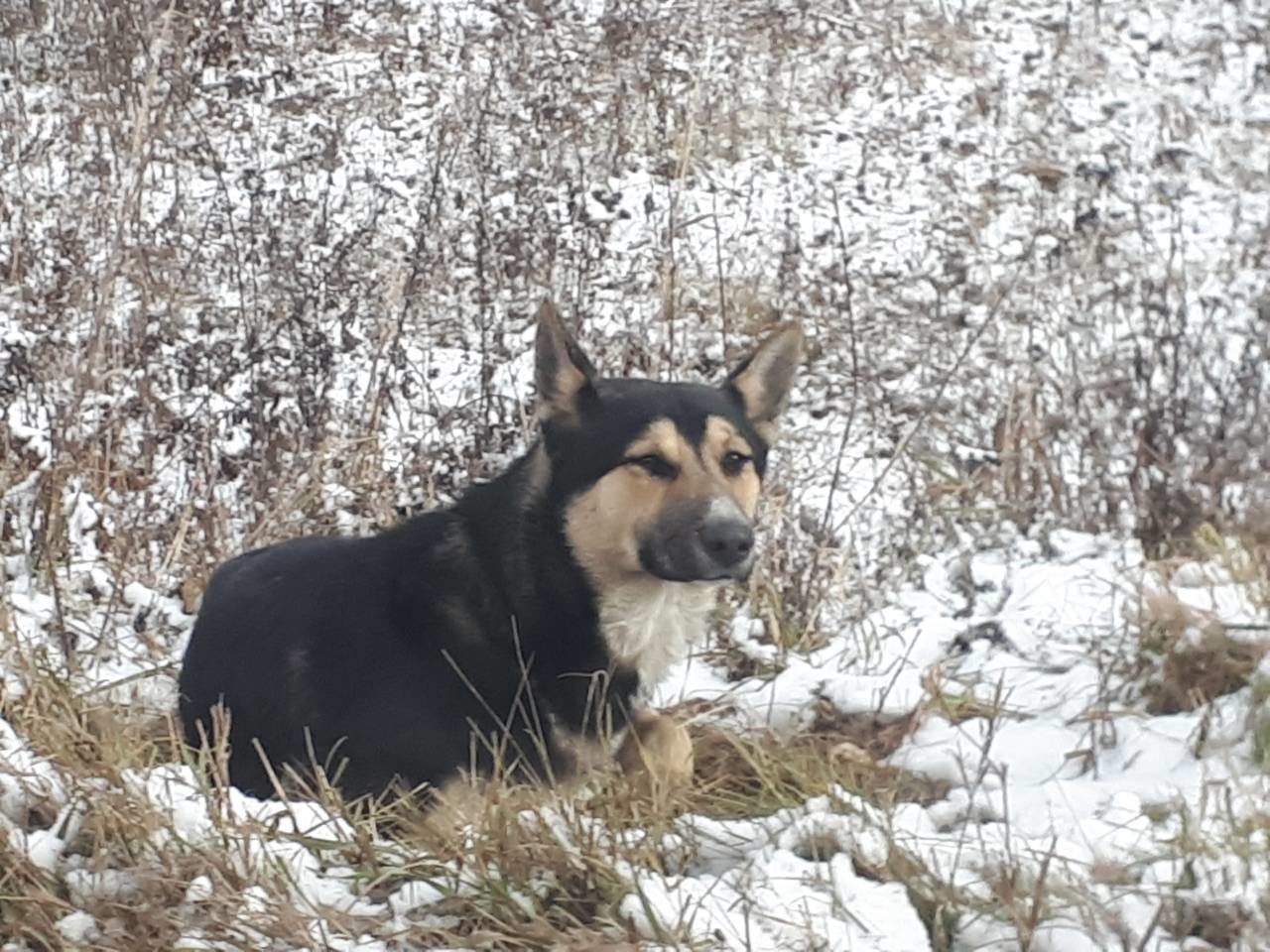 He looked hopefully at the passing cars... The dog desperately waited for the owners who had betrayed him, and now he is learning to believe again... - Dog, Mordovia, Saransk, Help, Longpost, Helping animals