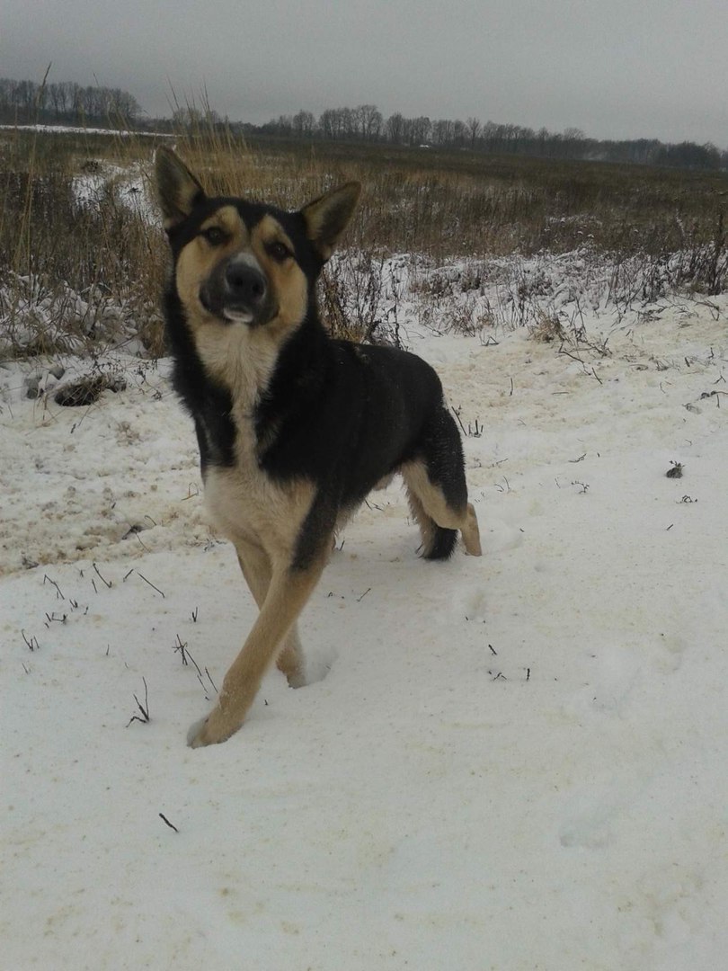 He looked hopefully at the passing cars... The dog desperately waited for the owners who had betrayed him, and now he is learning to believe again... - Dog, Mordovia, Saransk, Help, Longpost, Helping animals