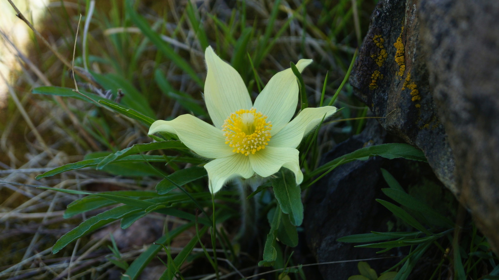 Sleep is grass - My, Sony a37, 18-55 kit, Flowers, Beginning photographer, Spring, Longpost