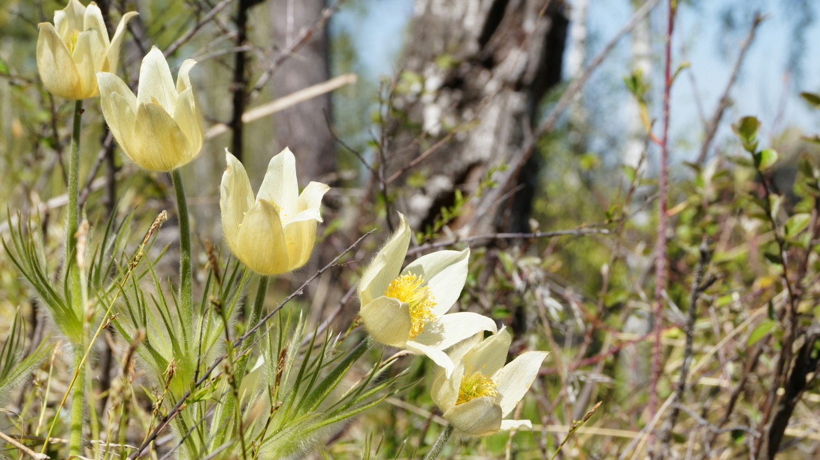 Sleep is grass - My, Sony a37, 18-55 kit, Flowers, Beginning photographer, Spring, Longpost