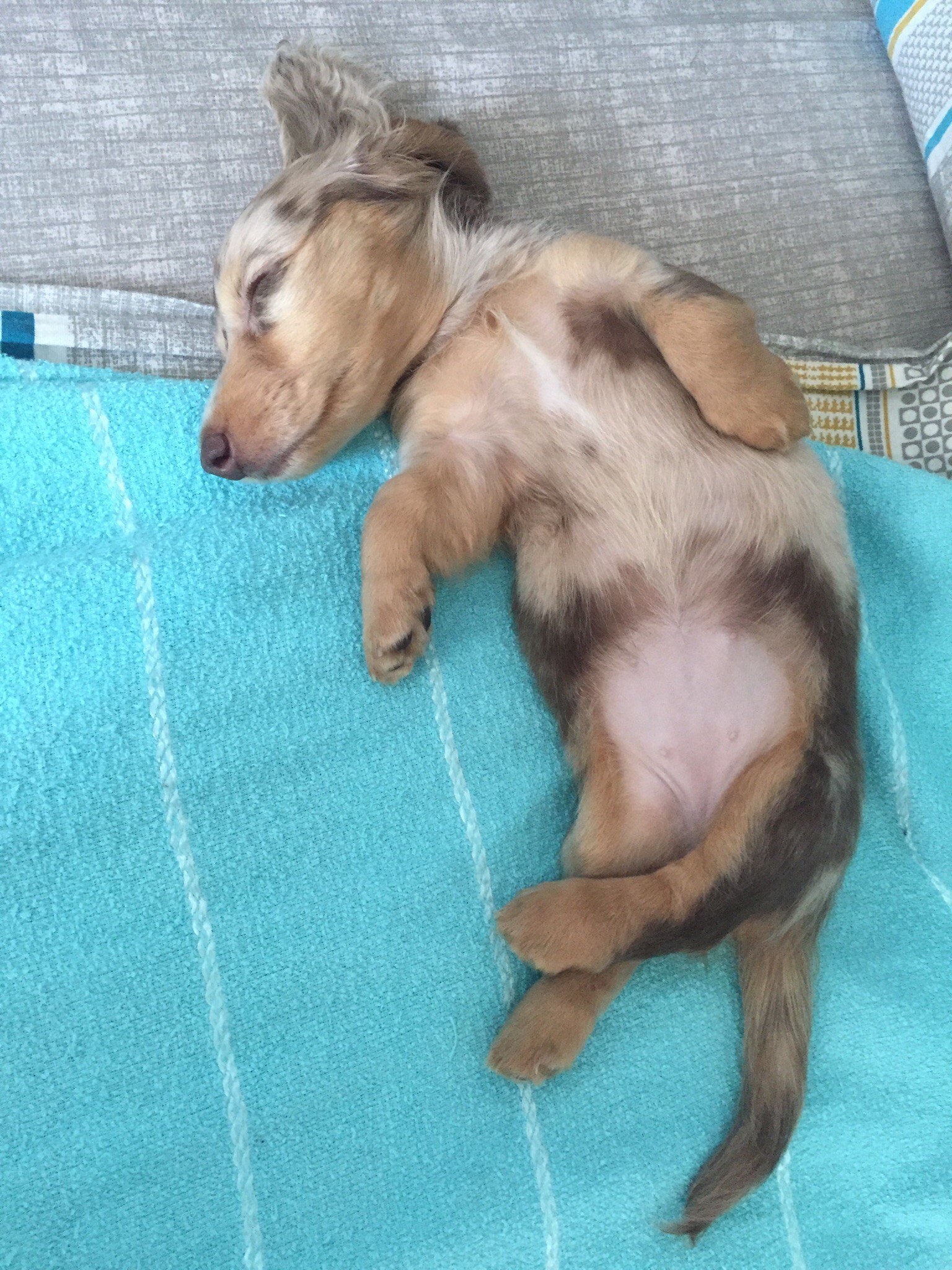 My little Dina - My, Dachshund, Marble dachshund, Dog, Puppies, Longpost