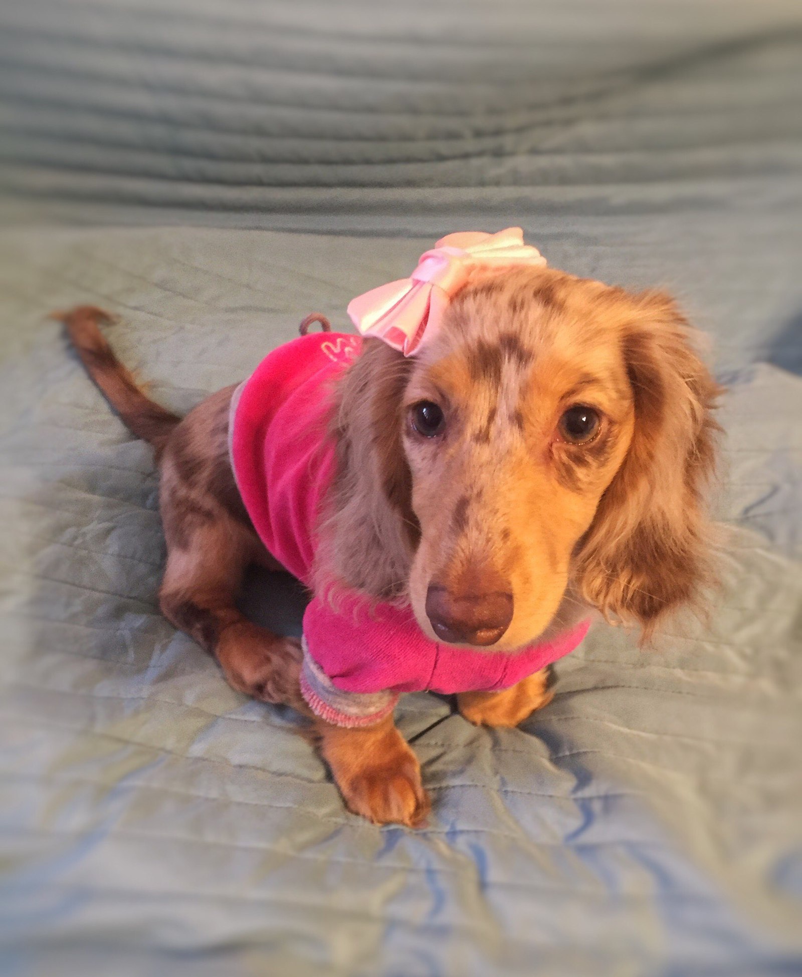 My little Dina - My, Dachshund, Marble dachshund, Dog, Puppies, Longpost