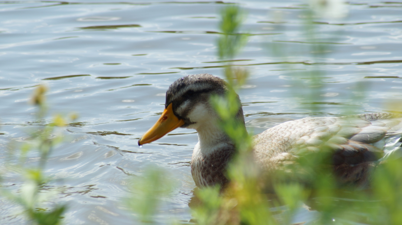 Немного уток и гусей в ленту - Моё, Sony a37, Minolta 100-300, Птицы, Начинающий фотограф, Без штатива, Лето, Длиннопост